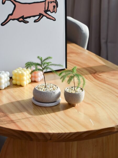 Norfolk Island Pine in Mica - Image 8