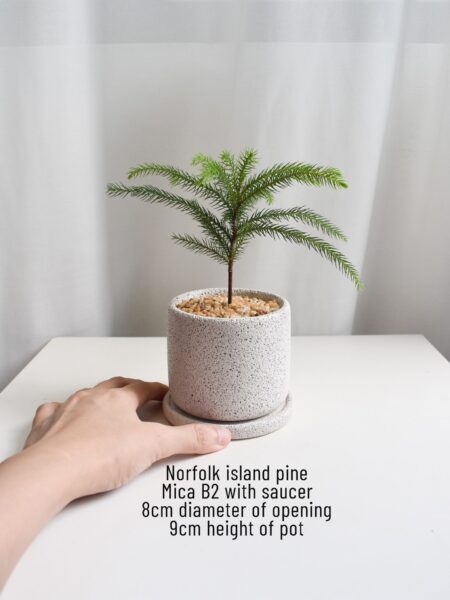 Norfolk Island Pine in Mica - Image 6