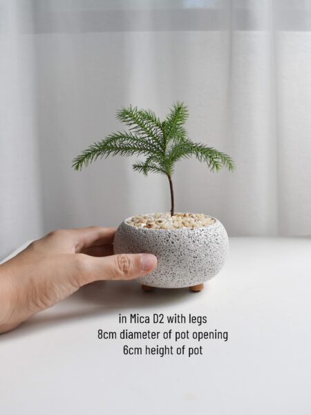 Norfolk Island Pine in Mica - Image 4