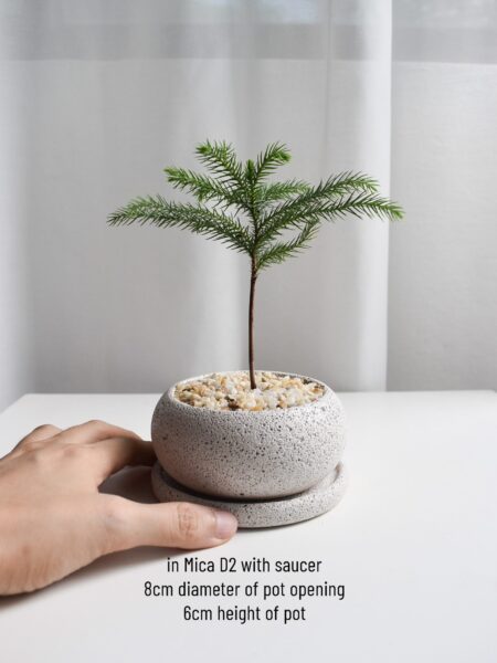 Gift Set - Norfolk Island Pine (in Mica D2 with saucer) - Image 4
