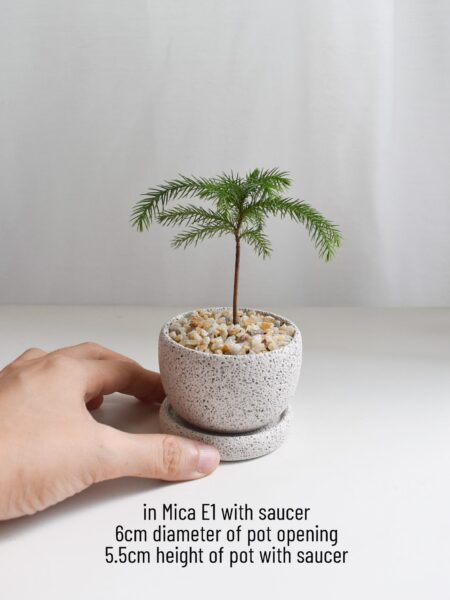 Norfolk Island Pine in Mica - Image 3