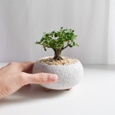 Bonsai - Ficus Annulata T-trunk in Mica