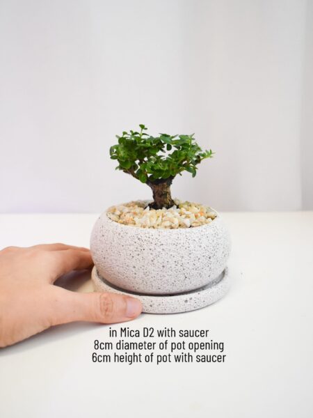 Gift Set - T-trunk bonsai (in Mica D2 with saucer) - Image 3
