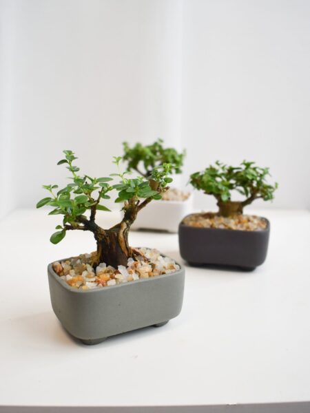 Bonsai - Ficus Annulata T-trunk in Oli Rectangle 1 (Different colours available)