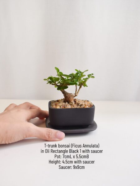 Bonsai - Ficus Annulata T-trunk in Oli Rectangle 1 (Different colours available) - Image 3