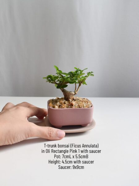 Bonsai - Ficus Annulata T-trunk in Oli Rectangle 1 (Different colours available) - Image 2