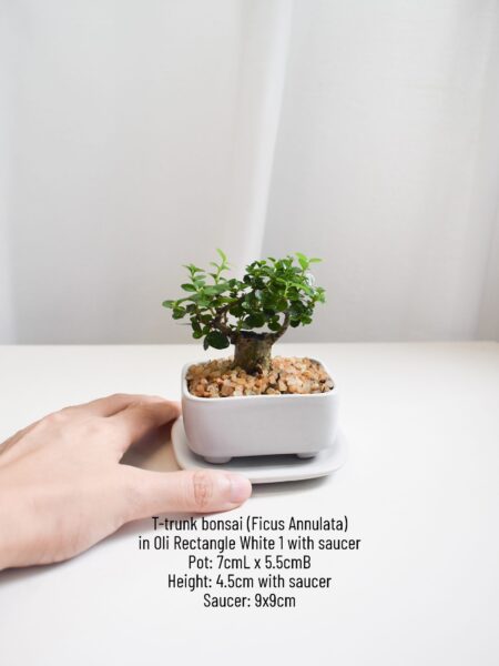 Bonsai - Ficus Annulata T-trunk in Oli Rectangle 1 (Different colours available) - Image 5