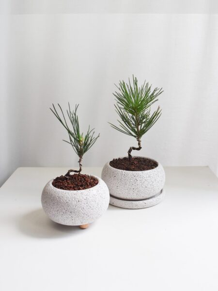 Japanese Black Pine in Mica