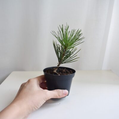 Japanese black pine
