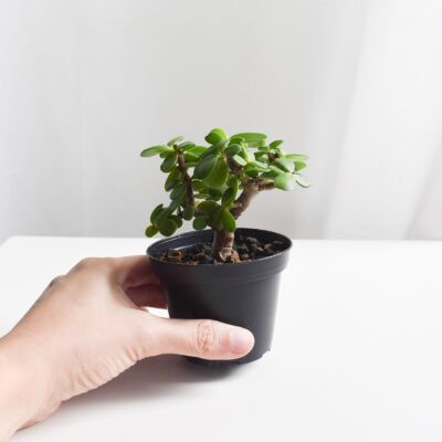 Dwarf Jade Bonsai - Portulacaria Afra