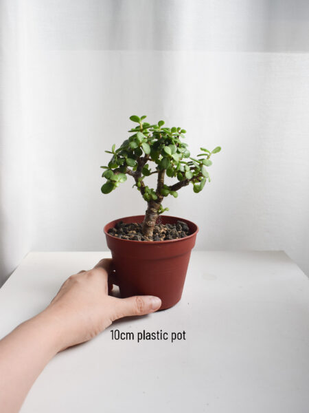 Dwarf Jade Bonsai - Portulacaria Afra - Image 3