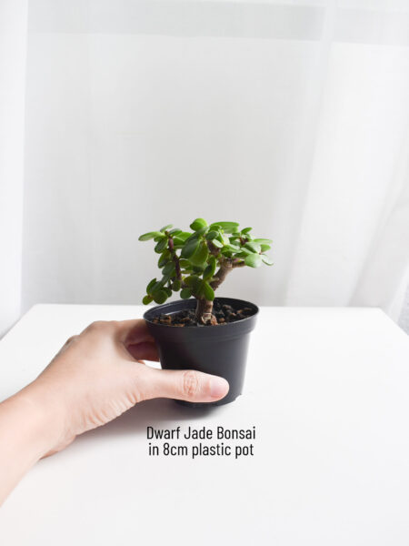 Dwarf Jade Bonsai - Portulacaria Afra - Image 2