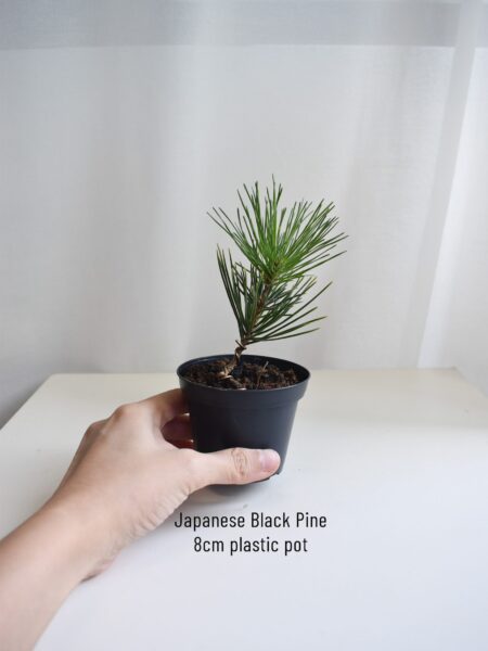 Japanese black pine - Image 2