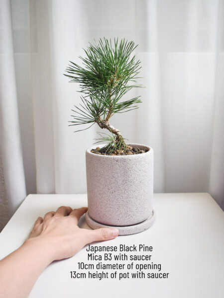 Japanese Black Pine in Mica - Image 7
