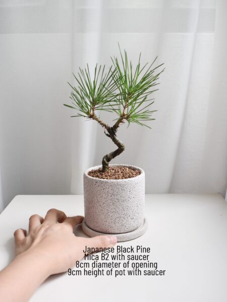 Japanese Black Pine in Mica - Image 6