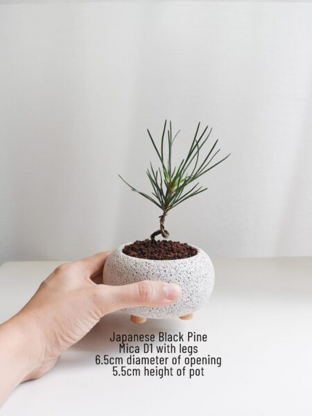 Japanese Black Pine in Mica - Image 2