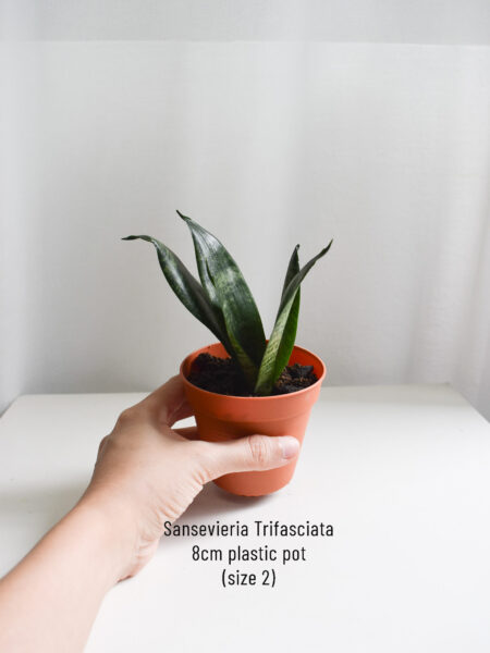 Low-light succulents - Image 5