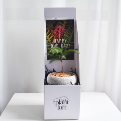 Gift Set - Norfolk Island Pine (in Mica D2 with saucer)