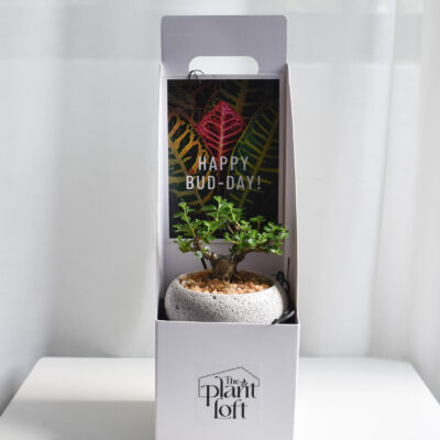 Gift Set - T-trunk bonsai (in Mica D2 with saucer)