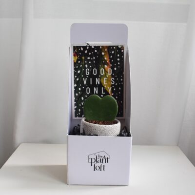 Gift Set - Hoya Kerrii (in Mica E1T with saucer)