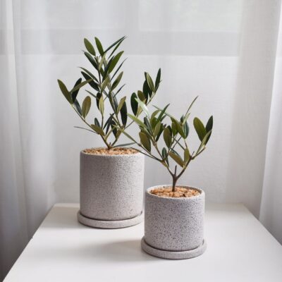 Olive Tree (Olea Europaea) in Mica (small, deliver by car or box)