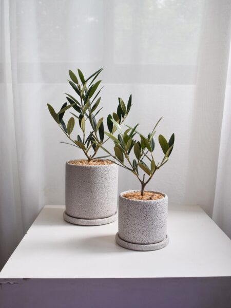 Olive Tree (Olea Europaea) in Mica (small, deliver by car or box)
