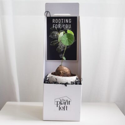 Gift Set - Stephania Erecta (in Mica D2 with legs)