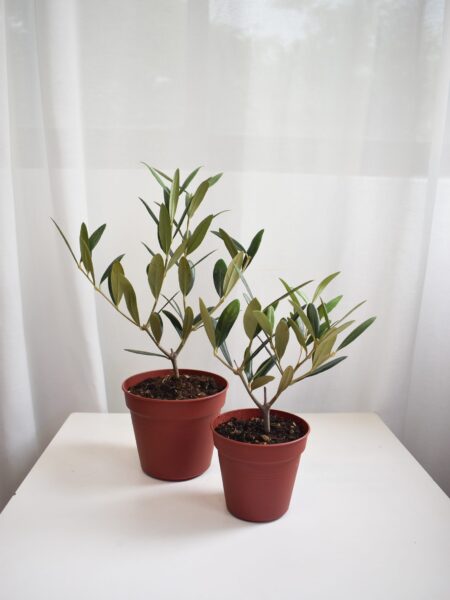 Olive tree (Olea Europaea)