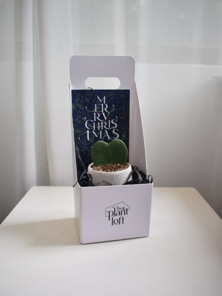 Gift Set - Hoya Kerrii (in Mica E1T with legs) - Image 4