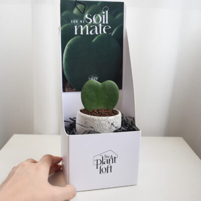 Hoya Kerrii in Mica E1T with saucer - Vday Gift Set