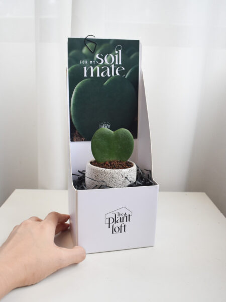 Gift Set - Hoya Kerrii (in Mica E1T with legs) - Image 5