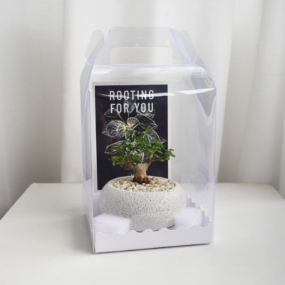 Gift Set - T-trunk bonsai (in Mica D2 with saucer)