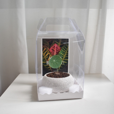 Gift Set - Stephania Erecta (in Mica D2 with saucer)