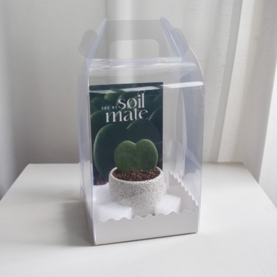 Gift Set - Hoya Kerrii (in Mica E1T with saucer)