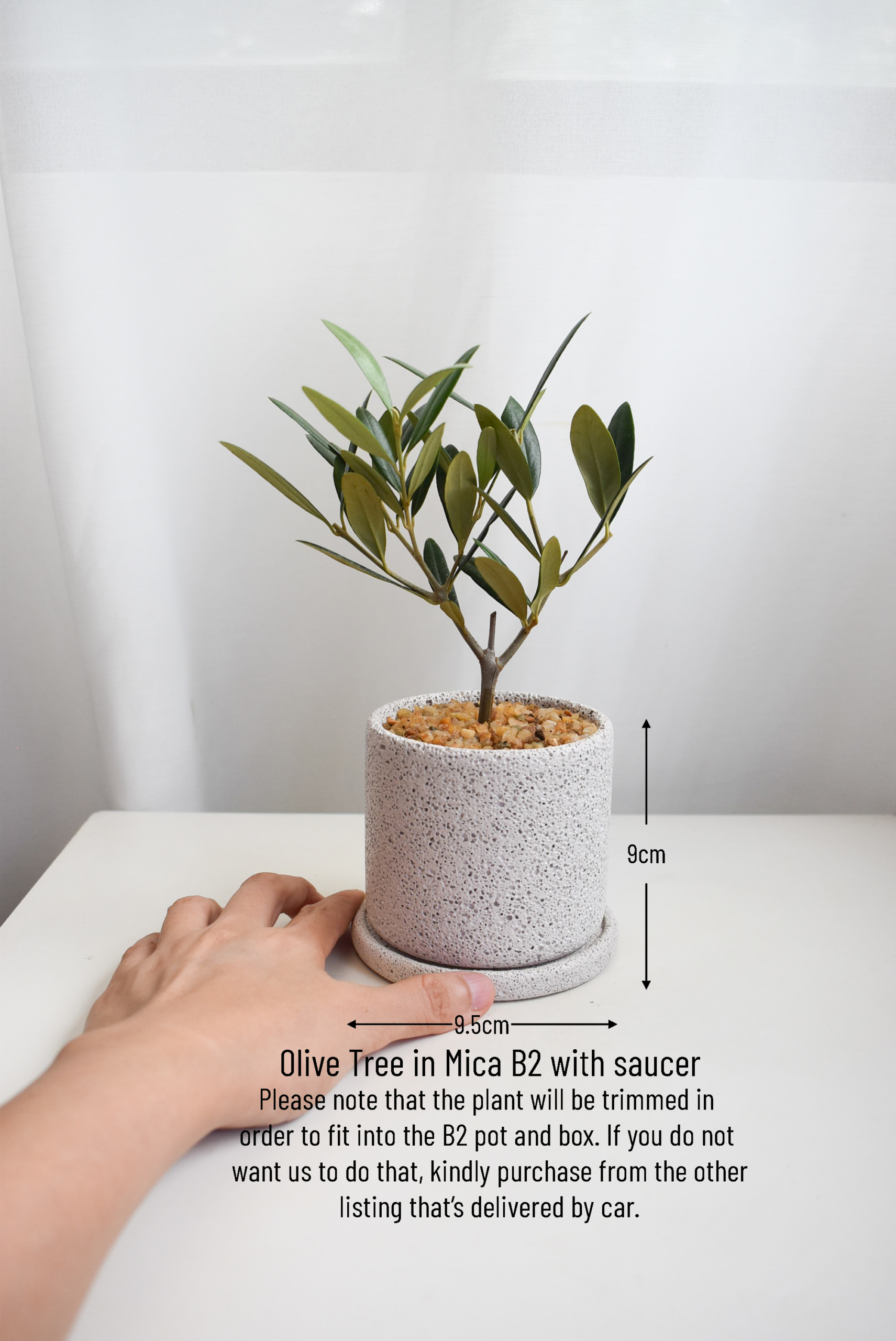 Olive Tree (Olea Europaea) in Mica (small, deliver by car or box) - Image 2