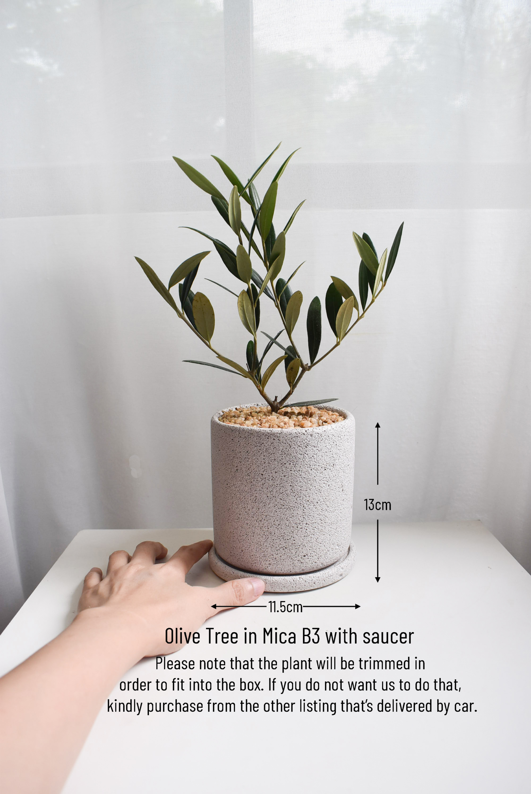 Olive Tree (Olea Europaea) in Mica (small, deliver by car or box) - Image 3