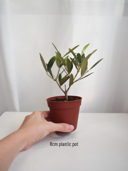 Olive tree (Olea Europaea) - Image 4