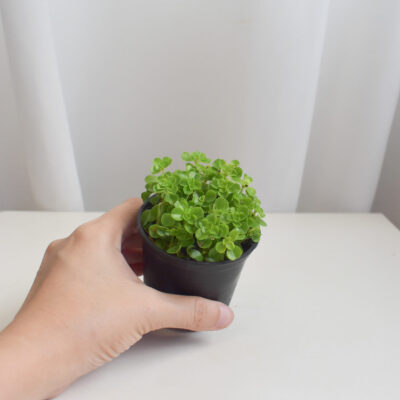 Pilea Depressa