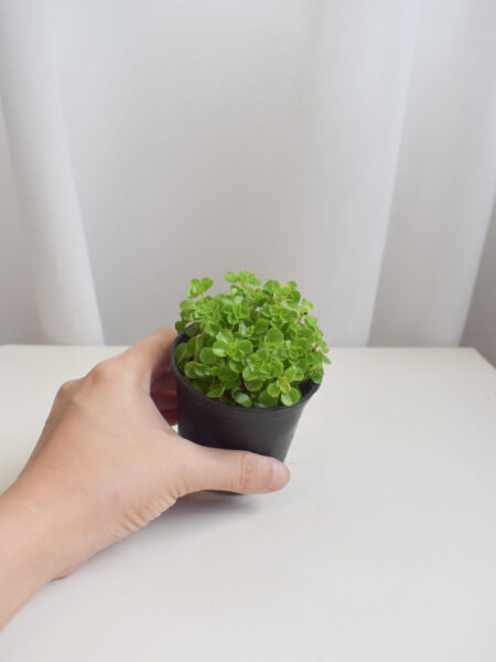 Pilea Depressa