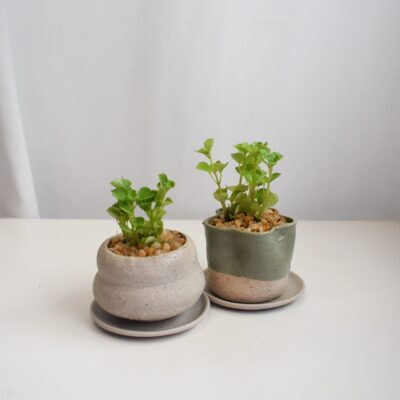 Pilea Depressa in Choom