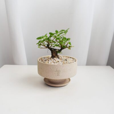 Bonsai - Ficus Annulata T-trunk in Aube