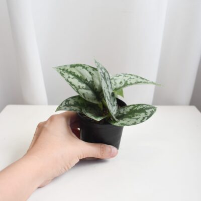 Satin Pothos