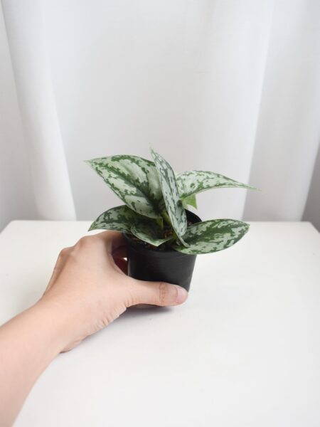 Satin Pothos