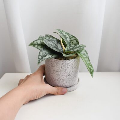 Satin Pothos in Mica