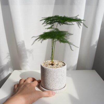 Asparagus Fern in Mica (small, able to ship by courier)
