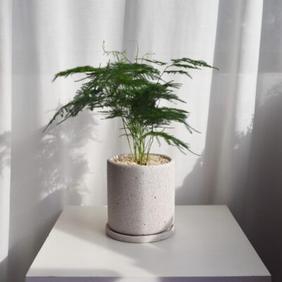 Asparagus Fern in Mica (big, delivery by car)