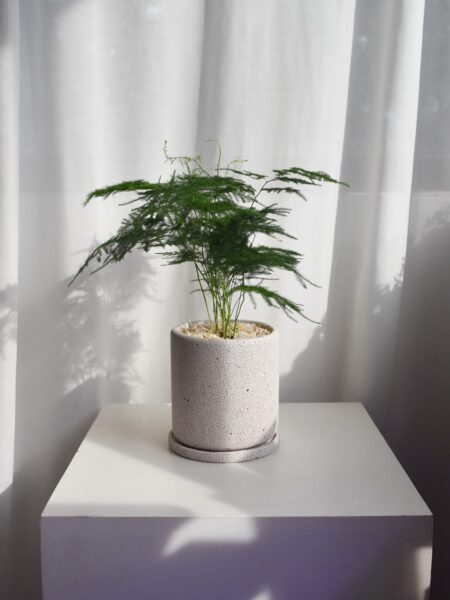 Asparagus Fern in Mica (big, delivery by car)