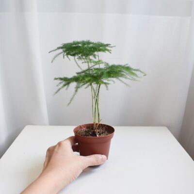 Asparagus Fern (small, able to ship by courier)