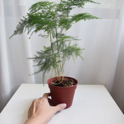 Asparagus fern (big, ship by car)