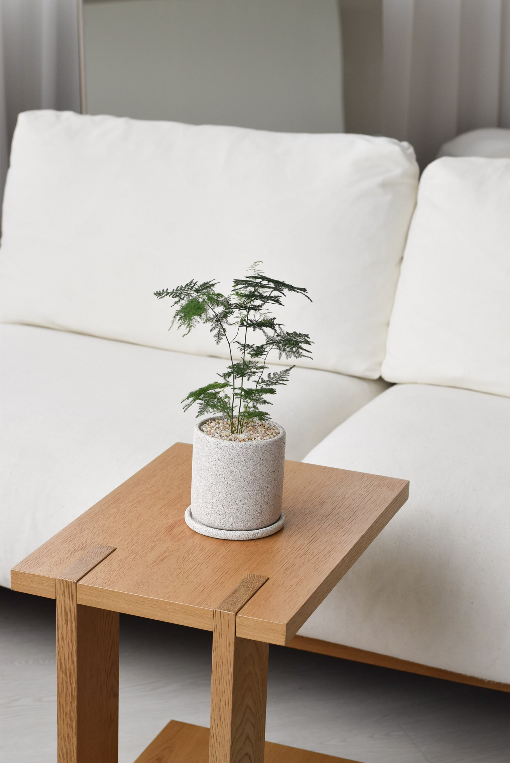 Asparagus Fern in Mica (big, delivery by car) - Image 4